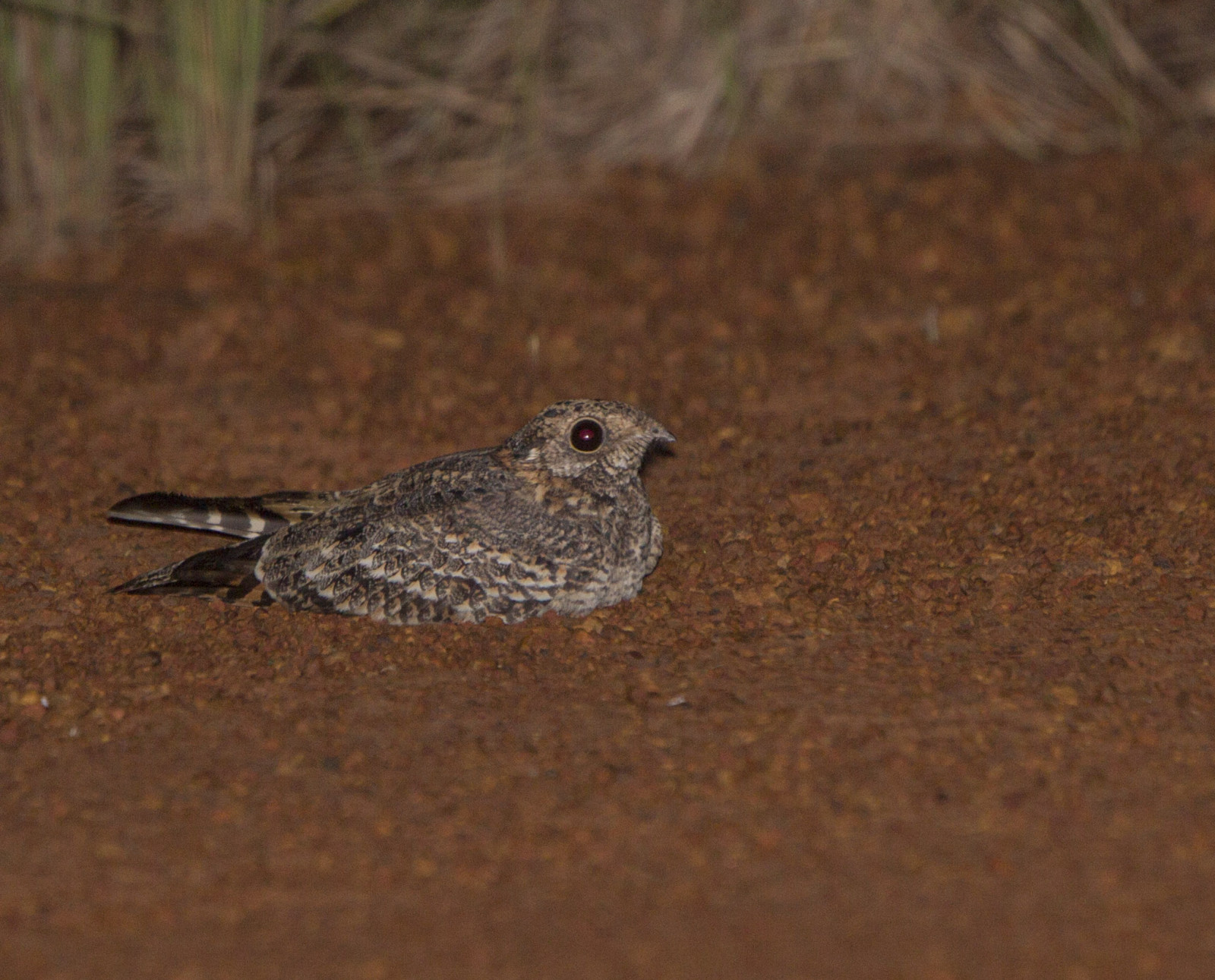 image Standard-winged Nightjar